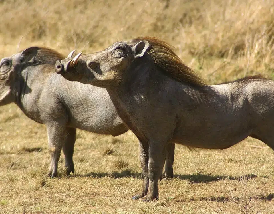 Ngorongoro Crater vs Serengeti: Unique Wildlife Viewing Arena