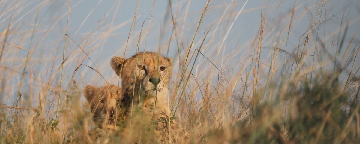 Navigating Your First African Safari: Choosing the Perfect Introductory Wilderness Circuit
