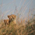 Navigating Your First African Safari: Choosing the Perfect Introductory Wilderness Circuit