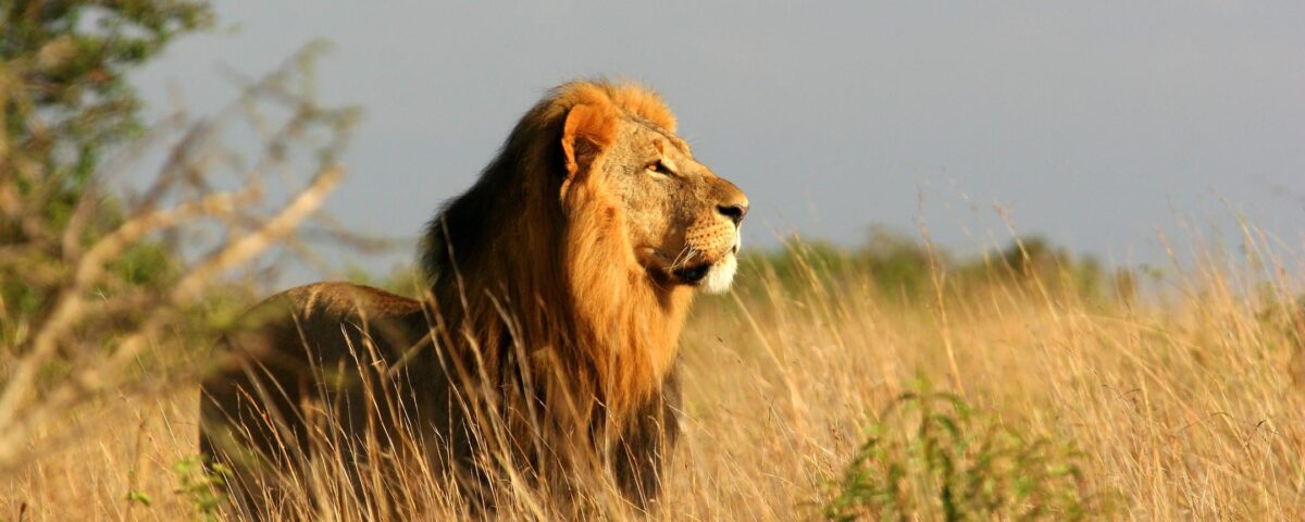 Safeguarding Your Health: A Professional Guide to Malaria Prophylaxis on East African Safaris