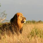Safeguarding Your Health: A Professional Guide to Malaria Prophylaxis on East African Safaris