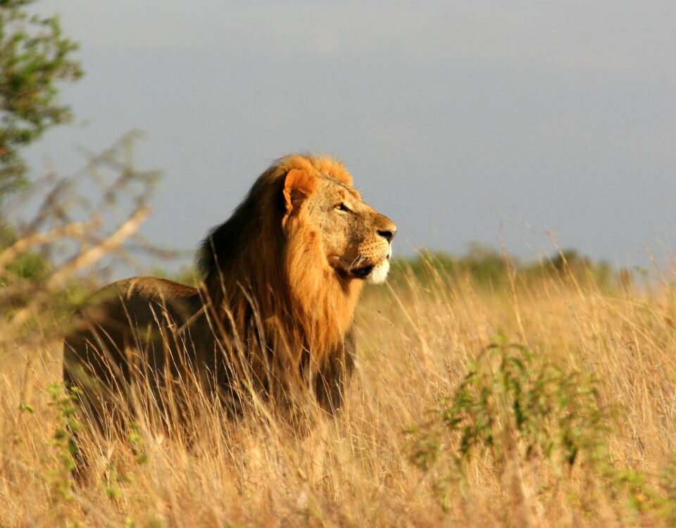 Safeguarding Your Health: A Professional Guide to Malaria Prophylaxis on East African Safaris